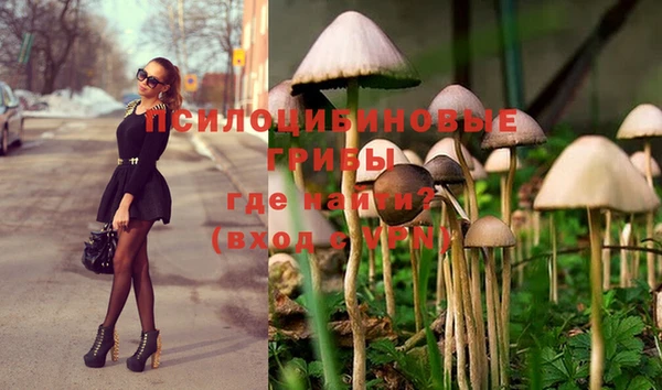 прущие грибы Армянск
